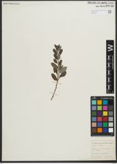 Foto von Salix repens subsp. repens L.